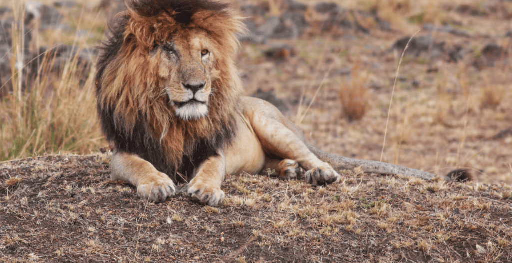 Scarface: The Legendary Alpha Lion 