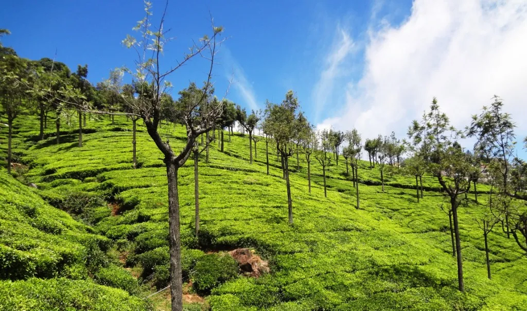 Ooty_tea_plantation_Smart_Enjoy_holidays_doddabetta_Tamil_nadu_India.
