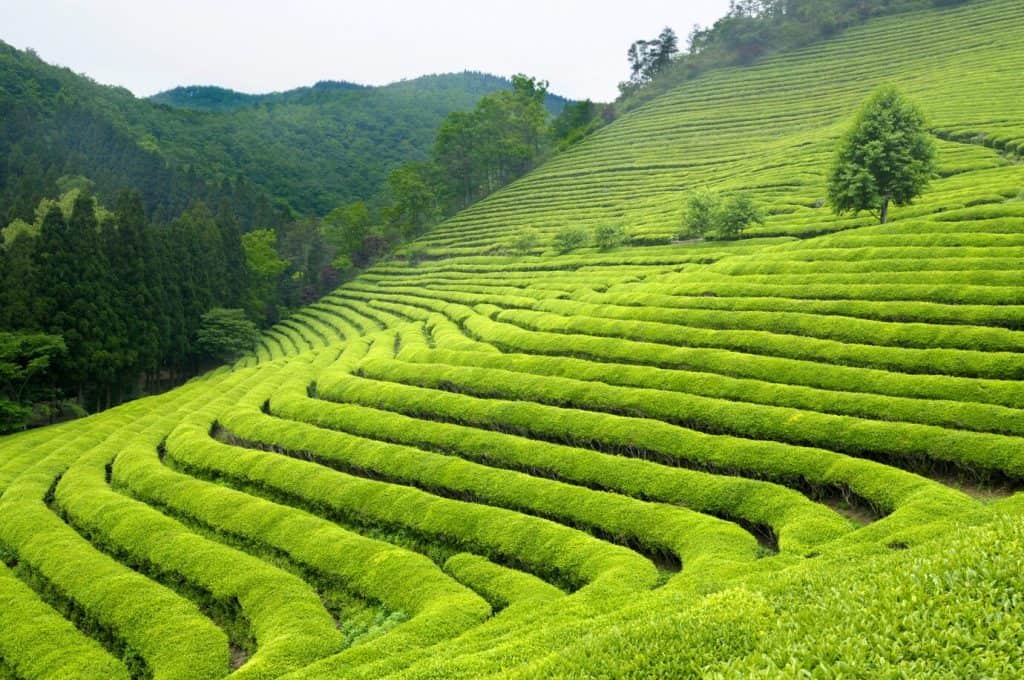 tea-plantation-ooty-think-smart-enjoy-holidays.jpg
