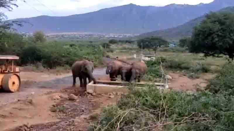 Elephants- Updatenews360