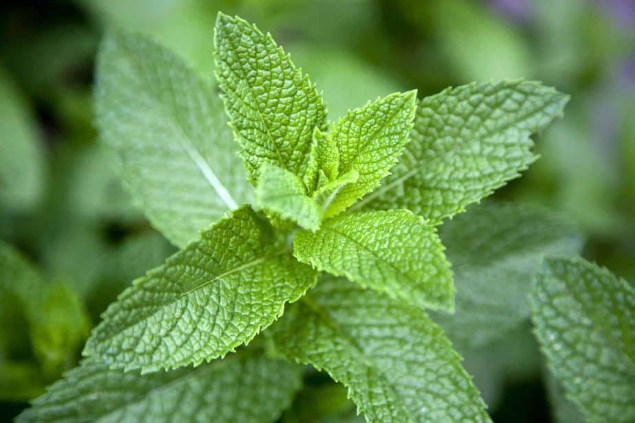 Marvelous Health Benefits of mint
