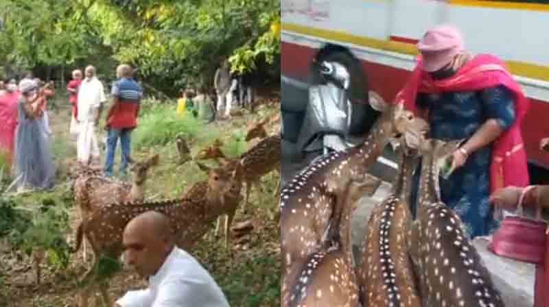 Thirupathi Deer - Updatenews360