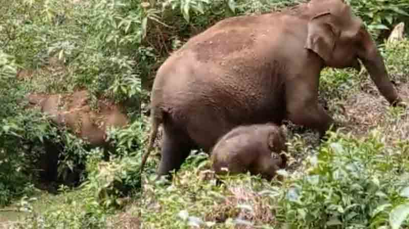 elephant Baby - Updatenews360