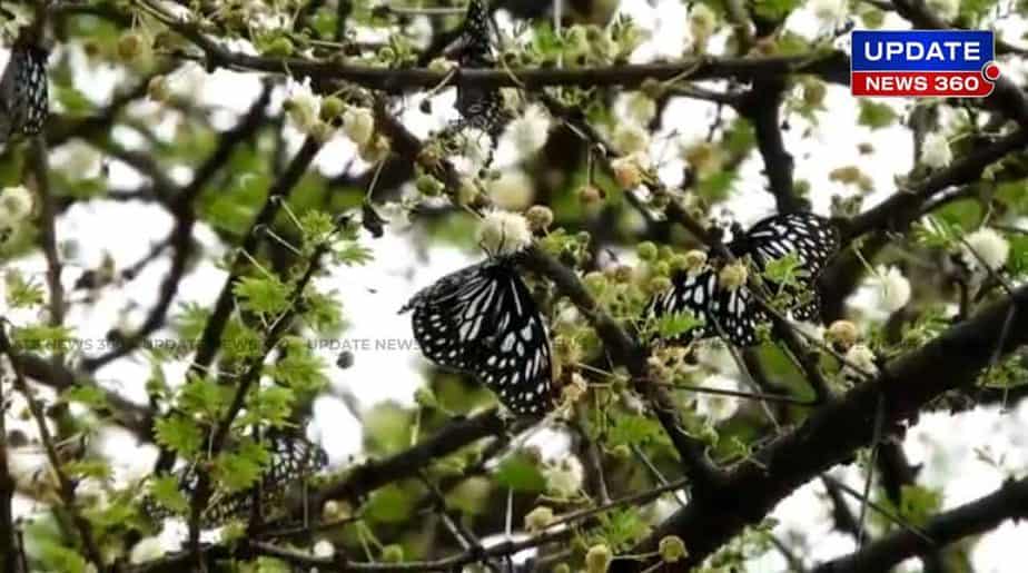 Butterflies -Updatenews360