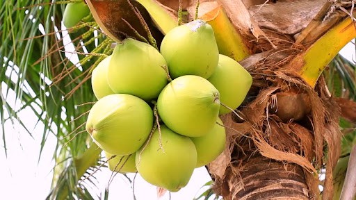 health benefits of coconut
