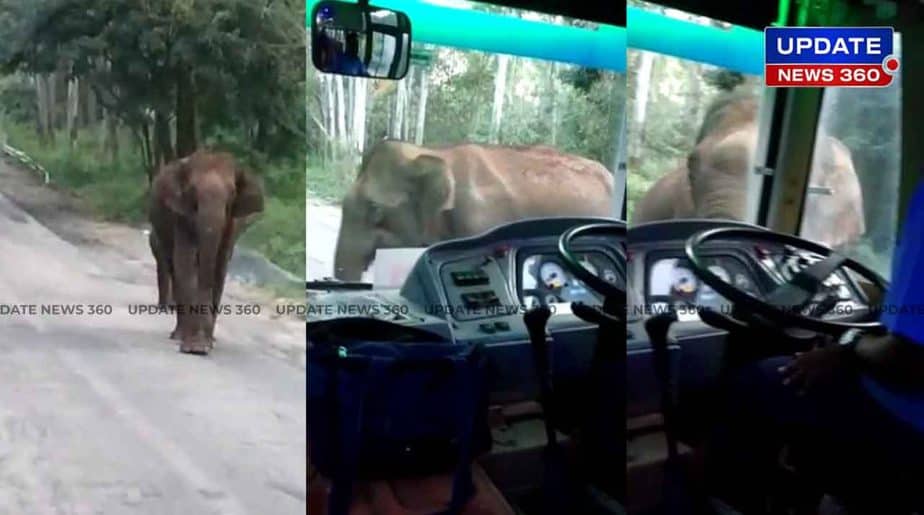 Bus Mirror Elephant Broke -Updatenews360