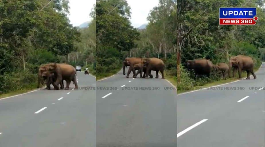 Elephants Roaming -Updatenews360