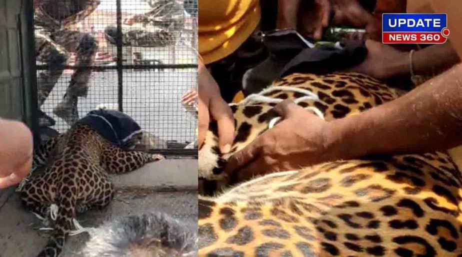 Leopard Caught - Updatenews360