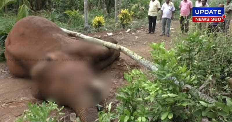 Calf in Dead elephant - Updatenews360