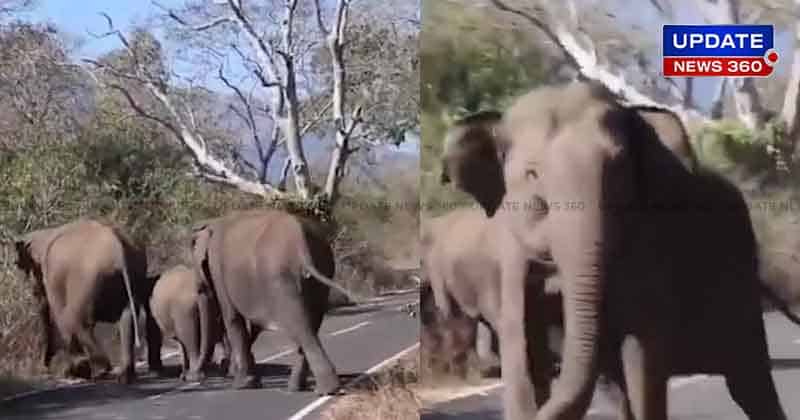 Elephant - Updatenews360