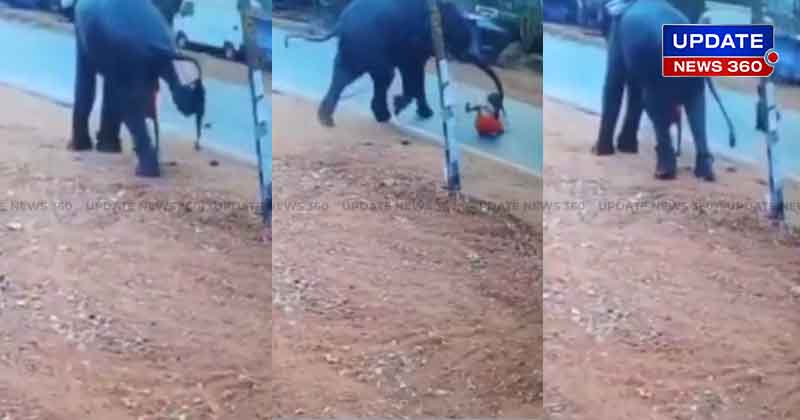 Elephant Attack - Updatenews360