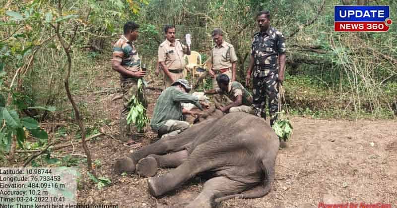 Elephant Dead - Updatenews360