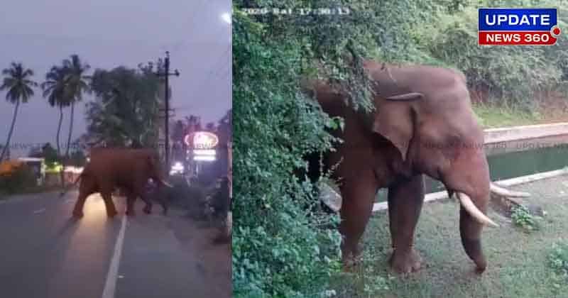 Bahubali Elephant -Updatenews360