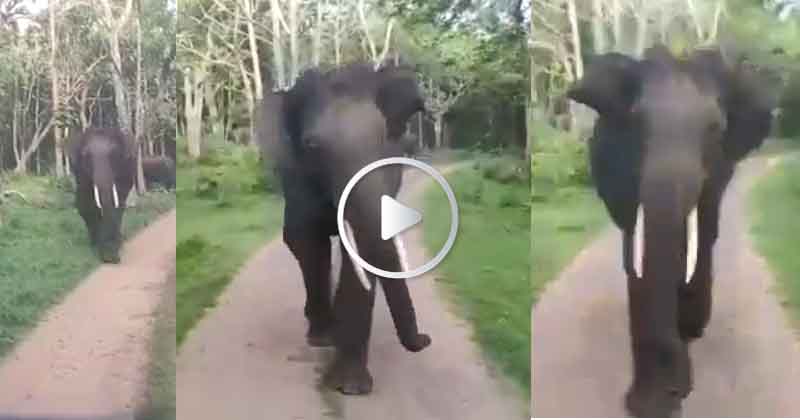 Elephant - Updatenews360