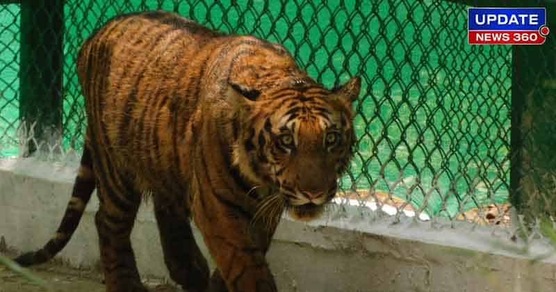 Valparai tiger -Updatenews360