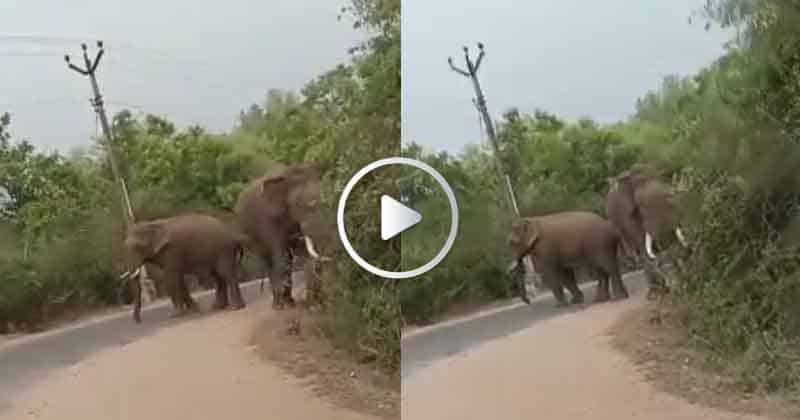 elephant - Updatenews360