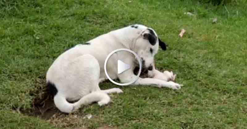 Mother Dog Affection - Updatenews360