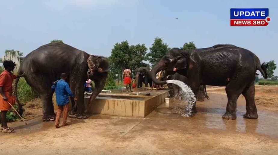Rohini Elephant Dead - Updatenews360