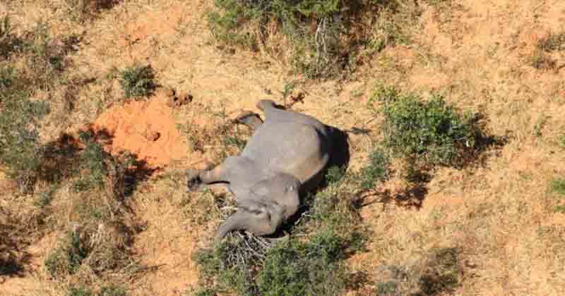 elephant Dead -Updatenews360