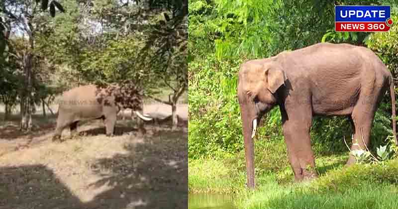 aanaikatti Elephant - Updatenews360