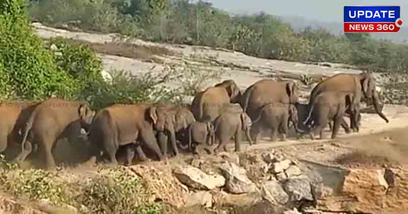 Elephant Attack -Updatenews360