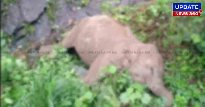 Elephant Dead - Updatenews360