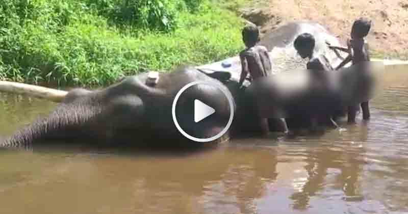 Elephant Video - Updatenews360