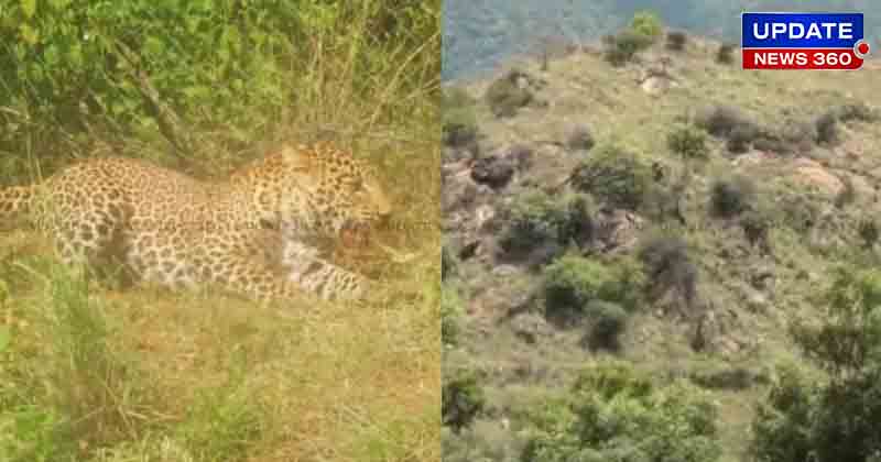 Leopard Dead - Updatenews360