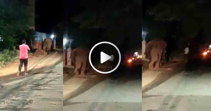 Elephant Attack - Updatenews360