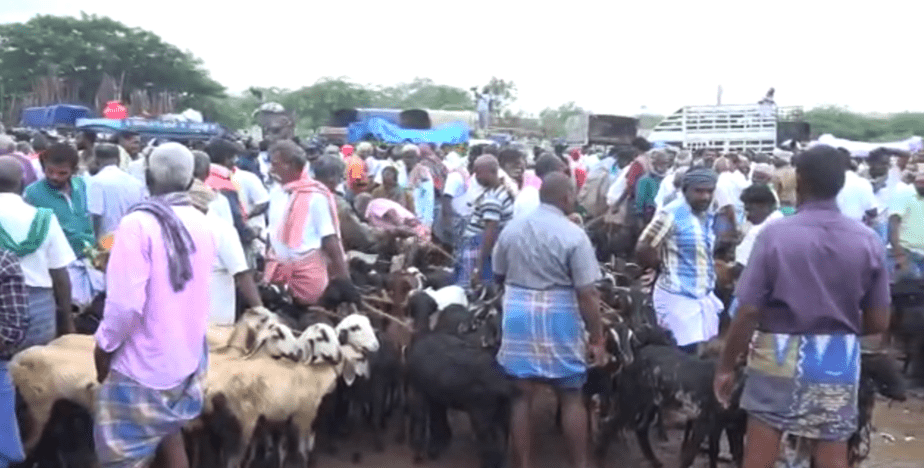 Goat market - updatenews360