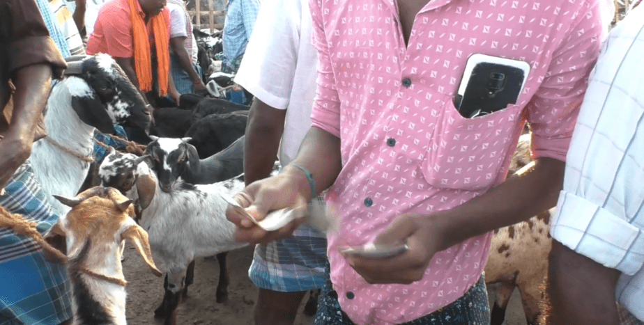 goat market - updatenews360