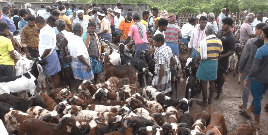 goat market - updatenews360