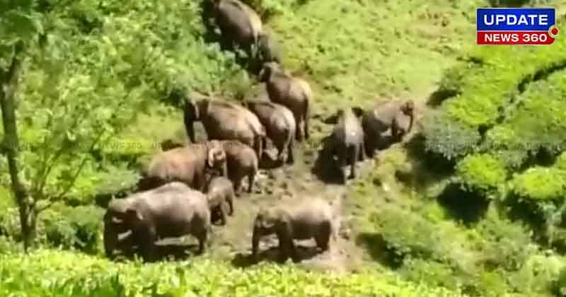 Valparai Elephant - Updatenews360