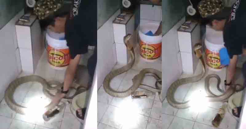 Snake Bath - Updatenews360