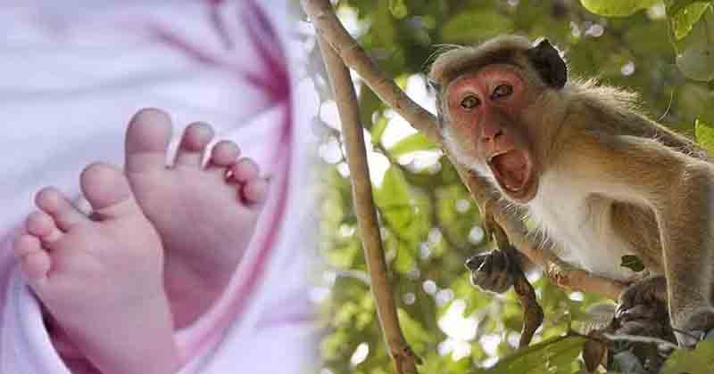 Monkey Kills Infant Baby - Updatenews360