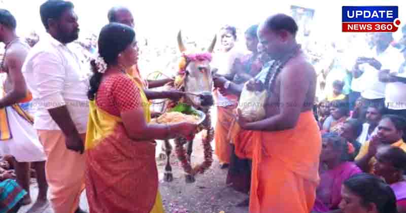 Cow Showering - Updatenews360