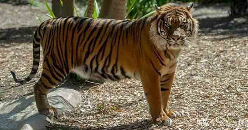 tiger - Updatenews360