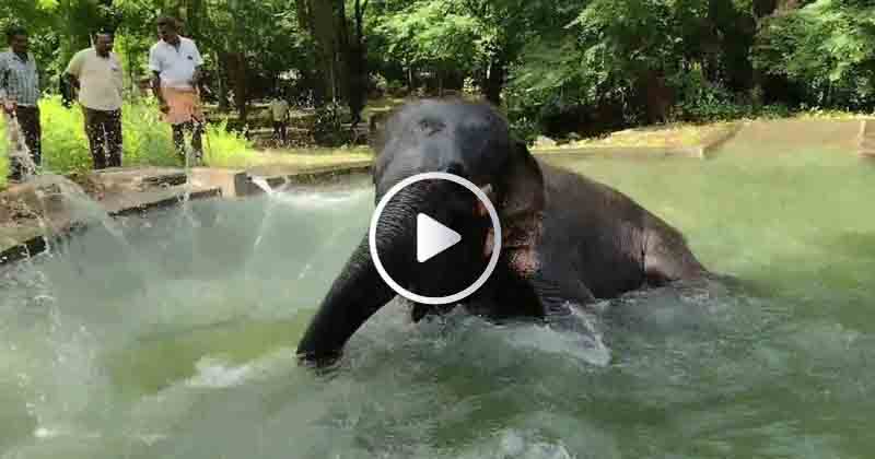 Elephant Bath - Updatenews360