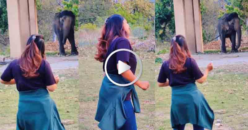 elephant Dance - Updatenews360