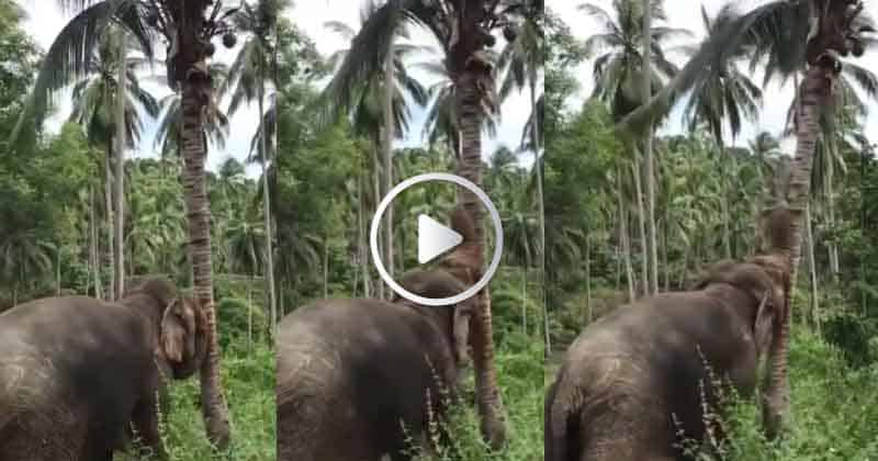 Elephant 1-Updatenews360