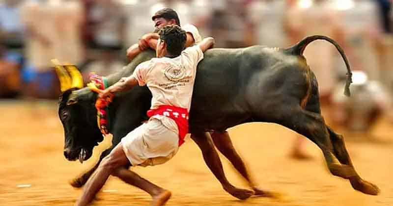 Jallikattu - updatenews360