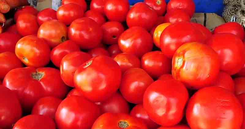 tomato - Updatenews360