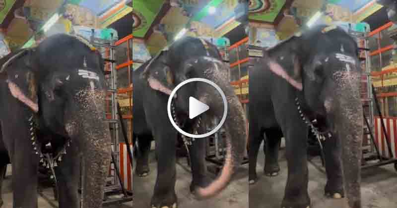 Elephant Dance- Updatenews360
