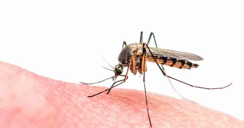Mosquito - Updatenews360