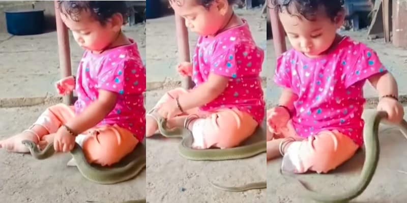 baby play with Snake