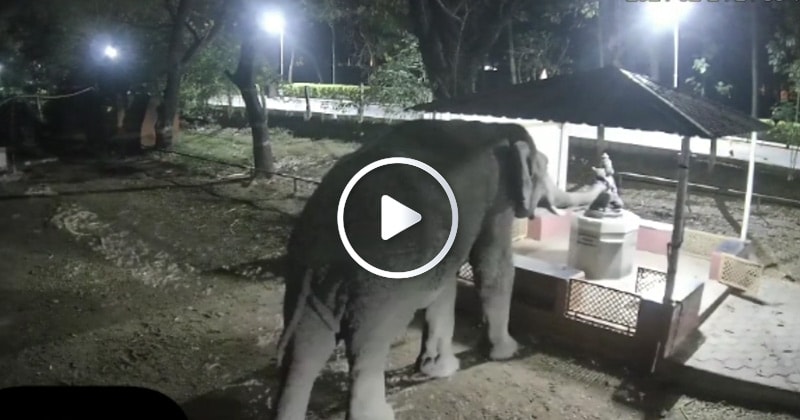 elephant--updatenews360
