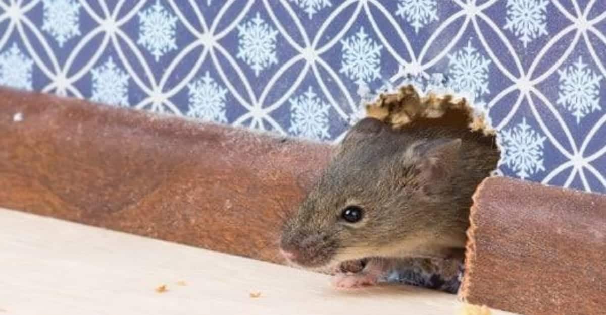 RAT IN HOMES