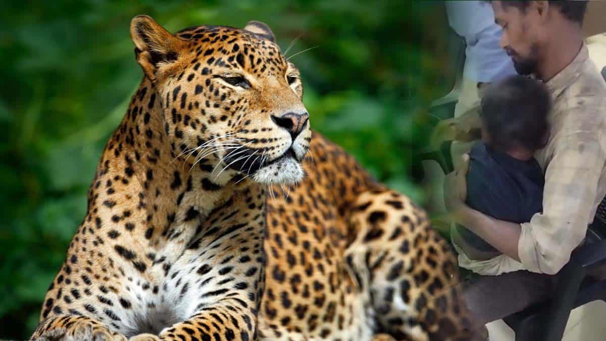 A leopard grabbed a 4-year-old boy by the head.. The tragedy continues in Valparai!!